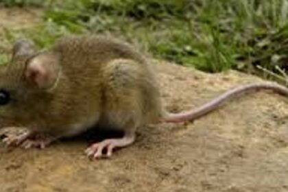 Confirmaron un caso de hantavirus en Bariloche