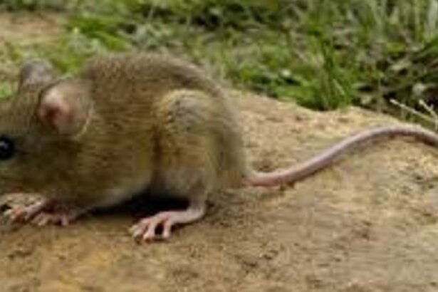 Confirmaron un caso de hantavirus en Bariloche