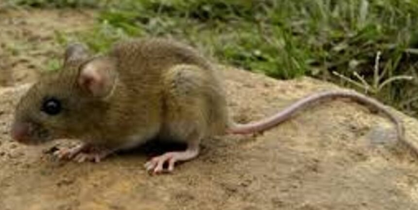 Confirmaron un caso de hantavirus en Bariloche