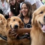 Más de 2.000 golden retrievers invadieron los Bosques de Palermo