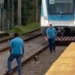 Frenaron tren para salvar un perrito