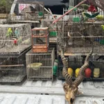 animales por encomienda
