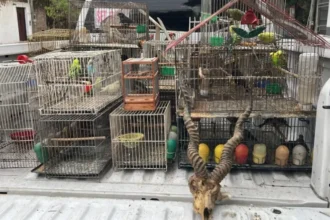 animales por encomienda