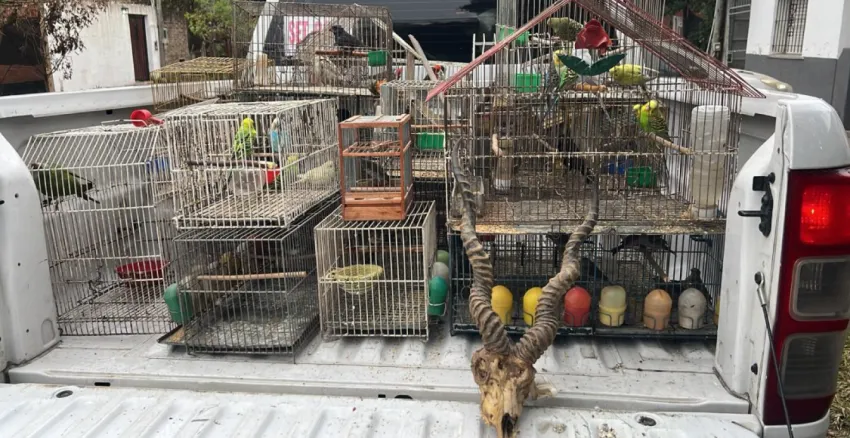 animales por encomienda